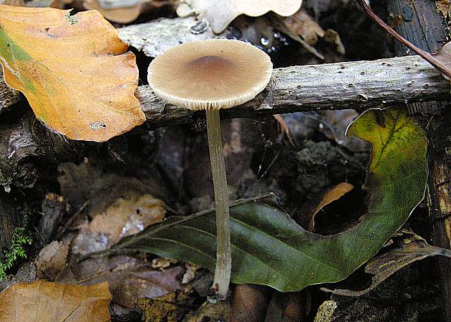 Pluteus mammifer  Romagnesi